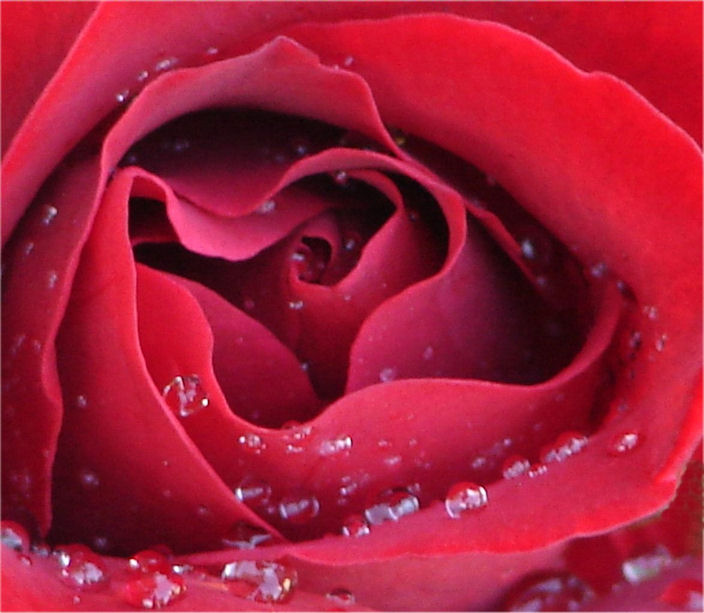 Inner Rose by Chris Moon